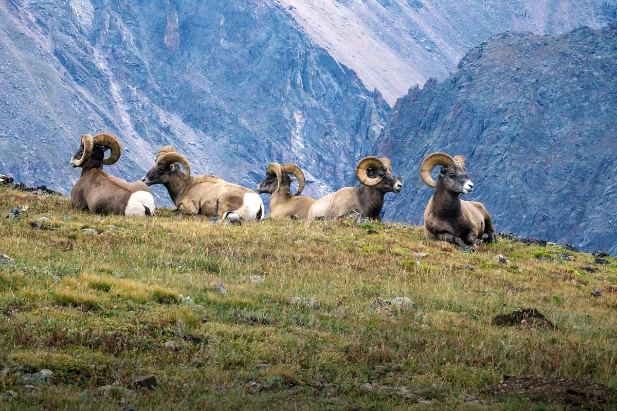 The relevance of the Paris Agreement for mountain cats and goats (and others!)
