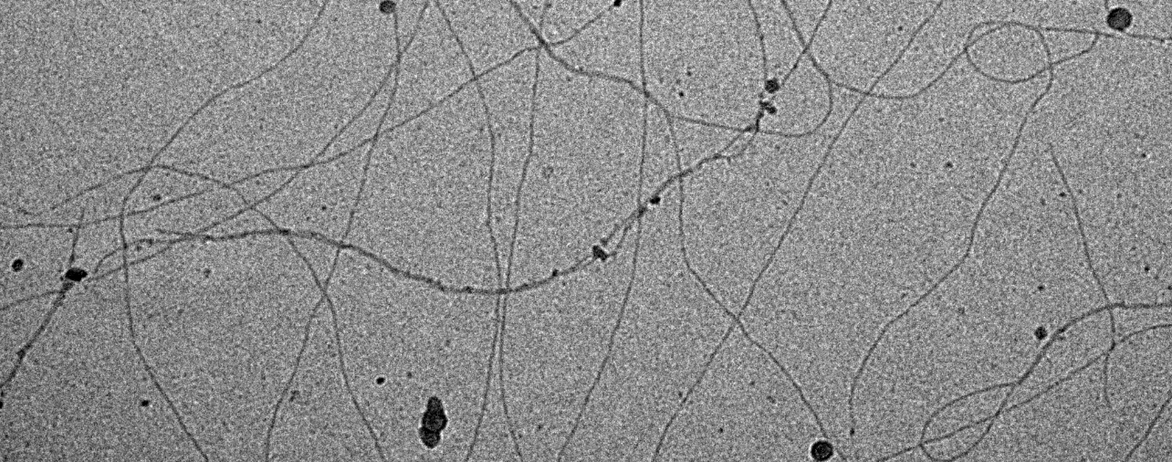 Marine cyanobacteria use pili as pico-parachutes