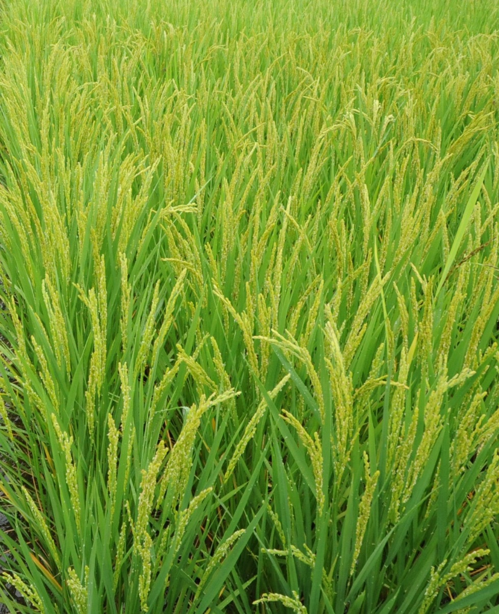 Rice plants coordinate root microbiome to utilize soil nitrogen by NRT1.1B