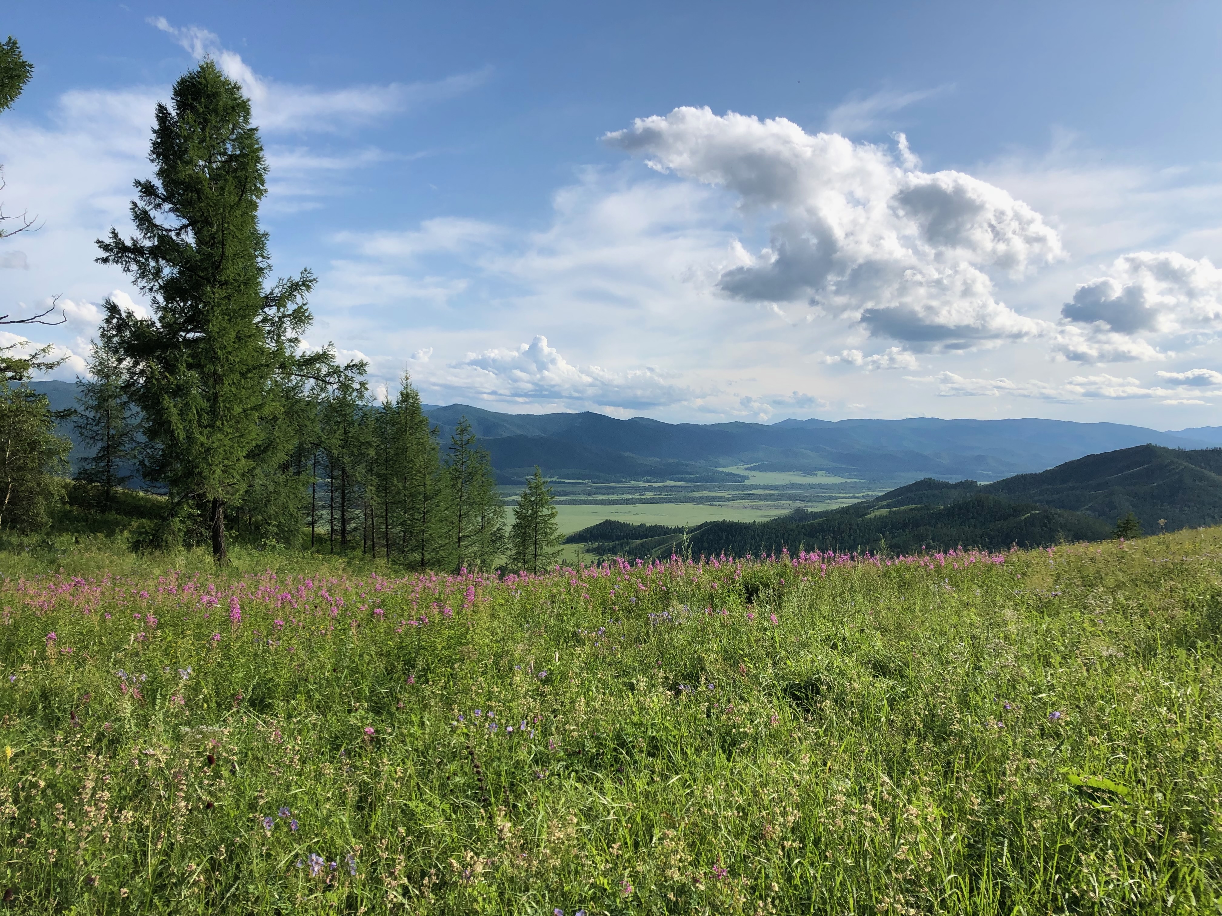 The Eurasian boreal forest may not be ready for future heat waves