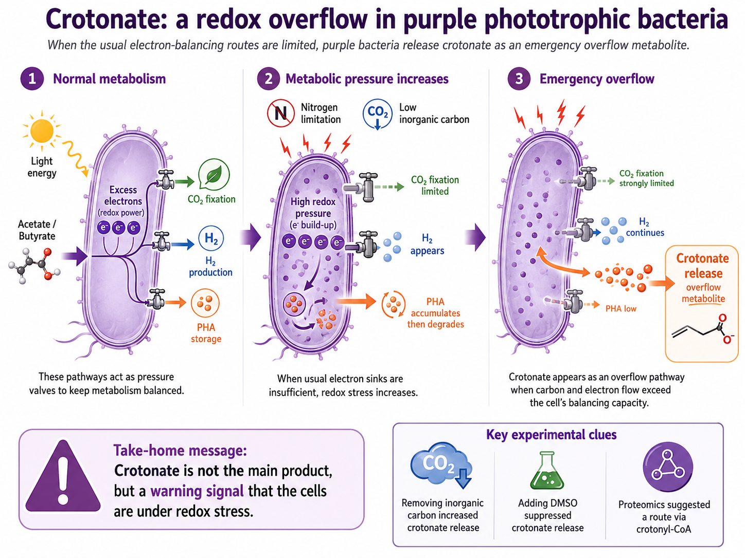 Serendipity in the balance: an unexpected finding in PHA production by purple phototrophic bacteria