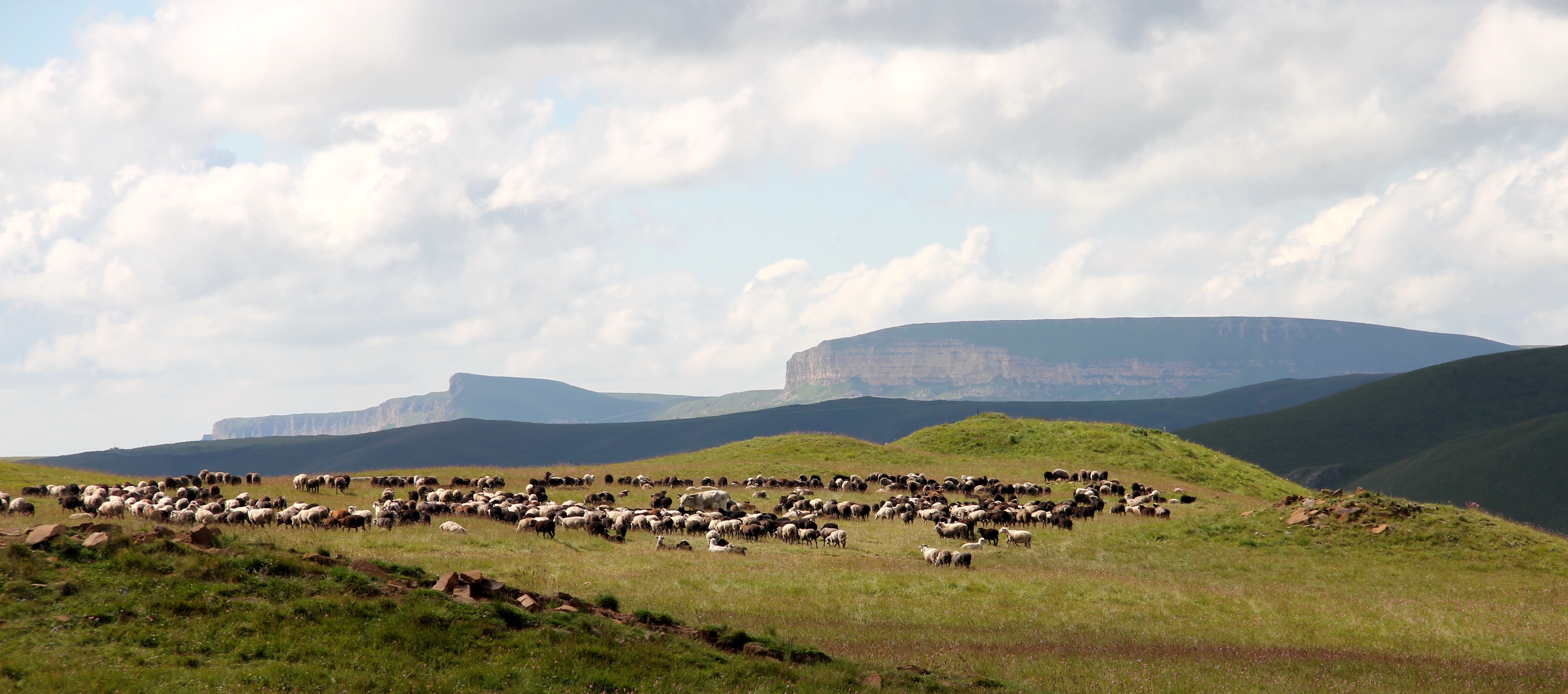 How can ancient dental plaque help reveal the rise and spread of dairy pastoralism on the Eurasian steppes?