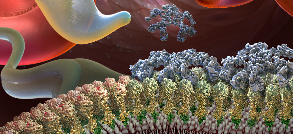 A Spoonful of Sugar Helps the Parasite Go Down