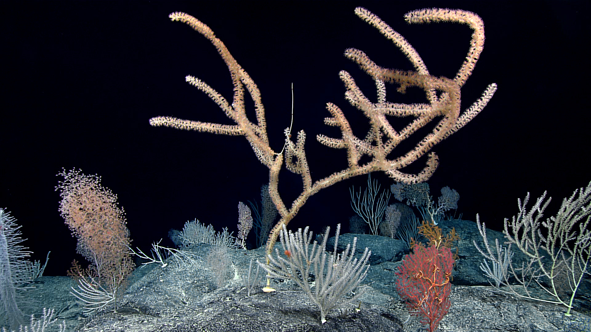 Evolution of corals and sea anemones across deep time 