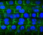 Highlights from FEBS Letters - January 2018
