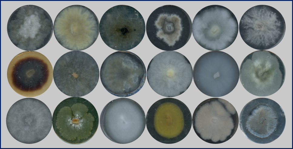 The high diversity of fungal volatilomes