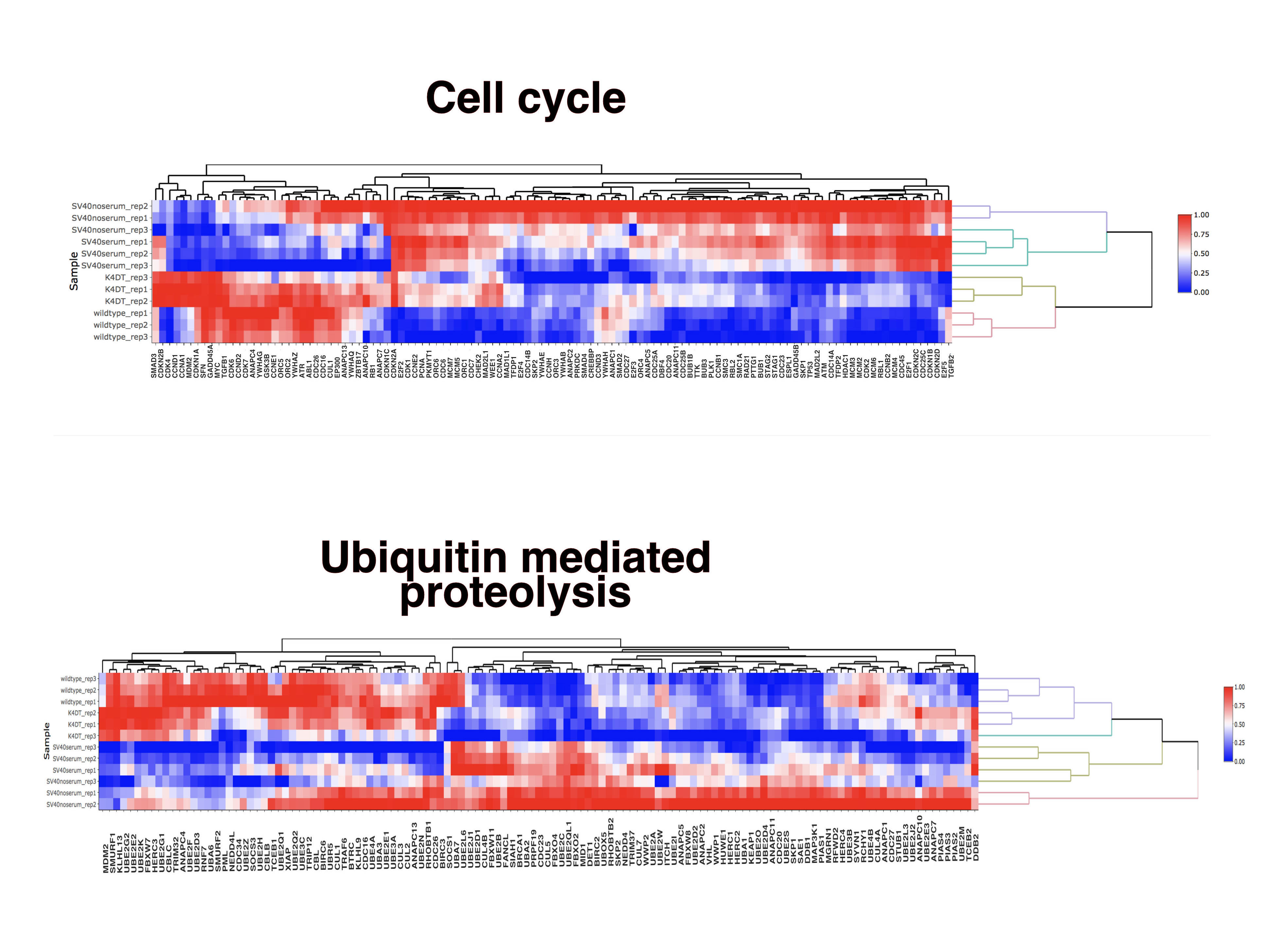The transcriptome of wild-type and immortalized corneal epithelial cells