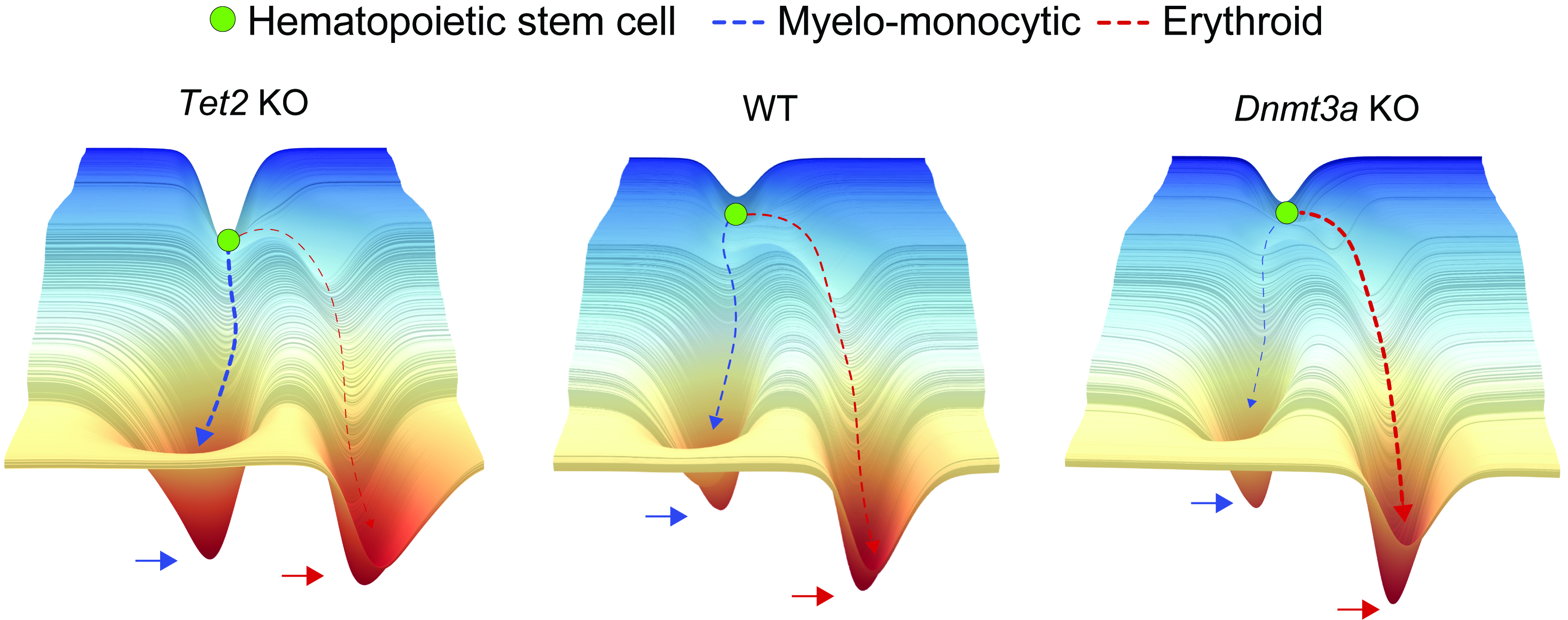 Disruption of DNA methylation reshapes the hematopoietic differentiation landscape