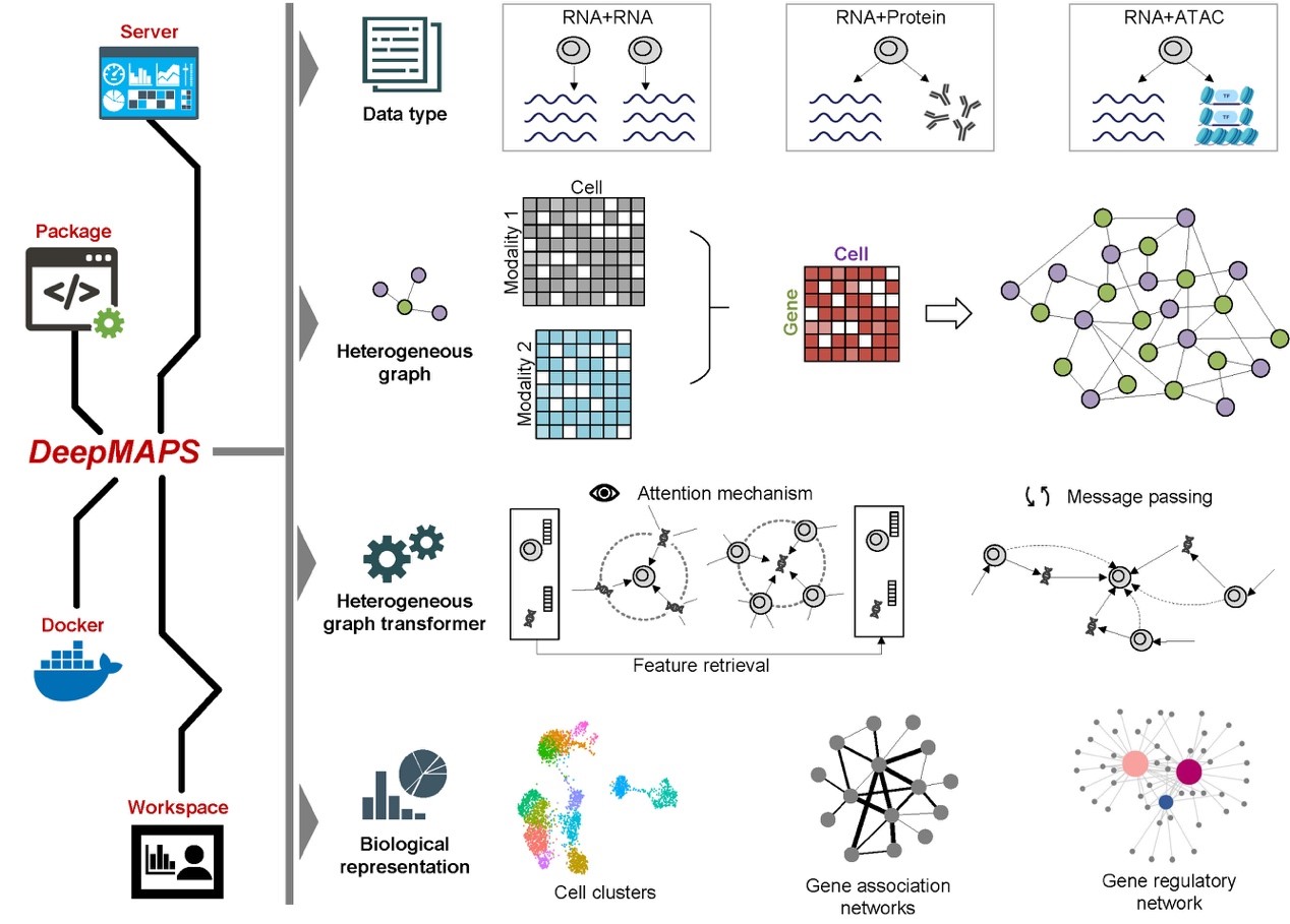 Single-cell biological network inference using a heterogeneous graph transformer