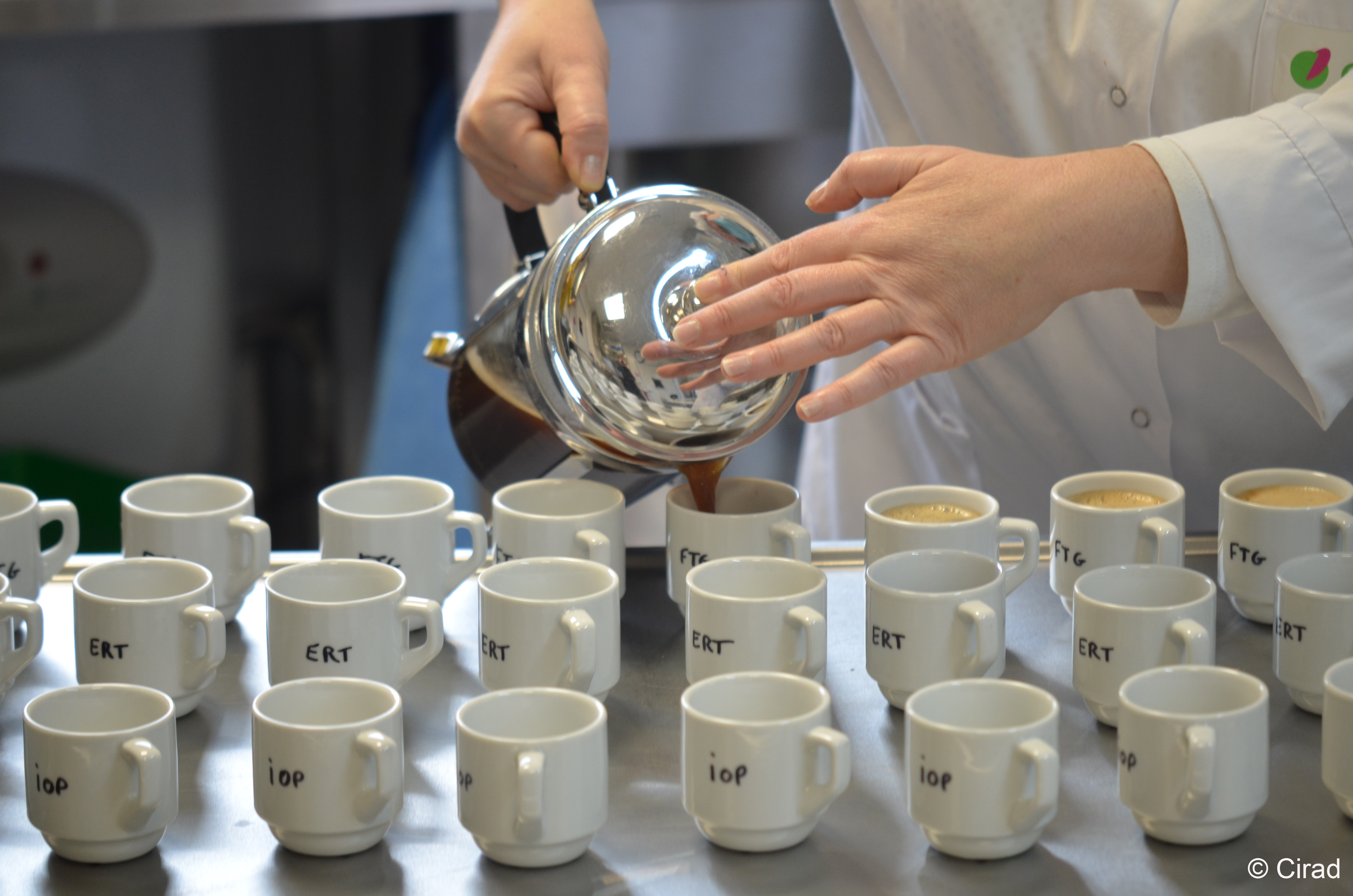 A heat tolerant wild coffee species that tastes like Arabica coffee