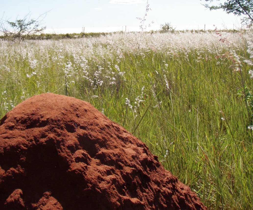 Unraveling the Mysteries of Macrolactam Diversity