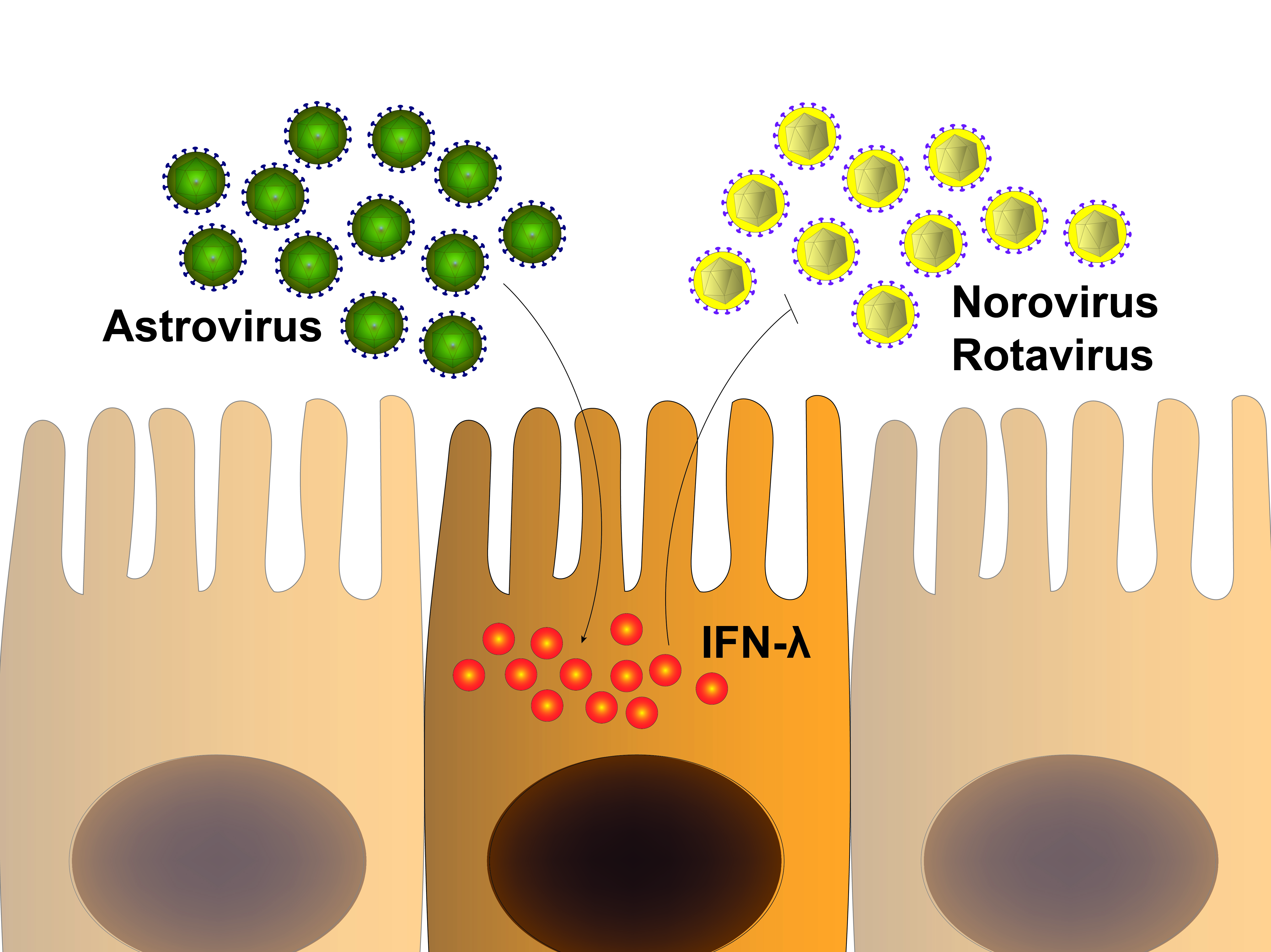 Gut virome: a surprising guardian of the gut