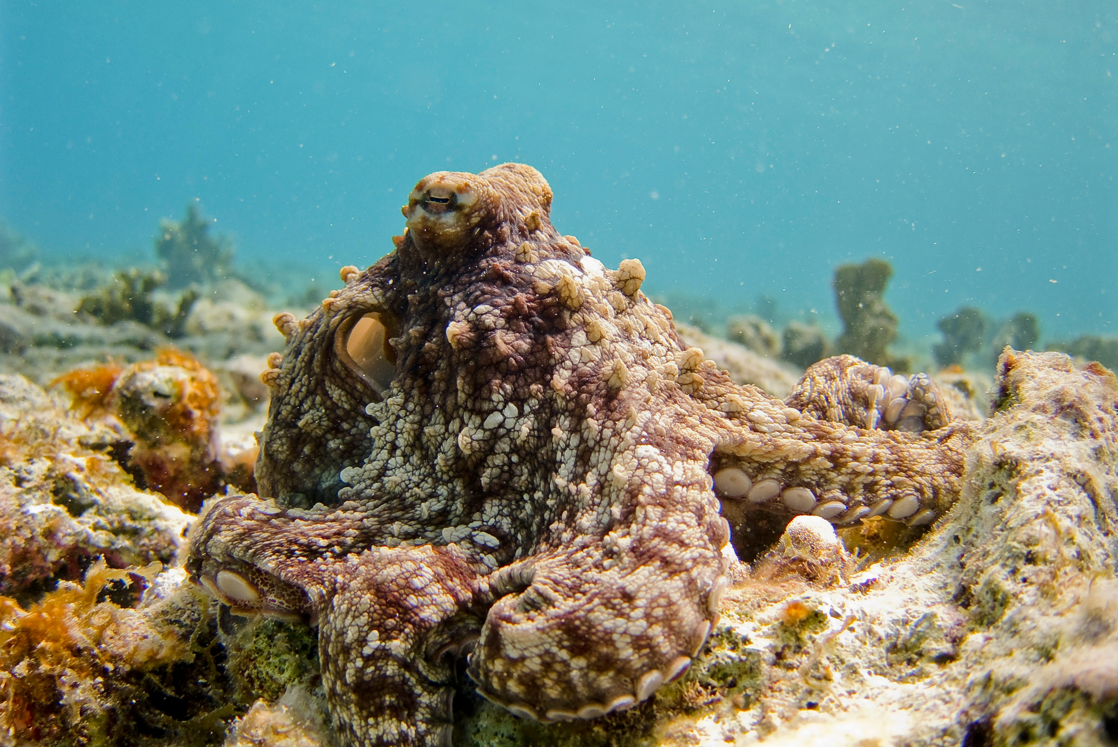 World Octopus Day: What These Extraordinary Animals Teach Us About Intelligence, Sentience and Conservation
