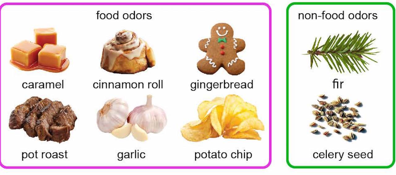 Why do we find unhealthy foods tempting after a sleepless night?