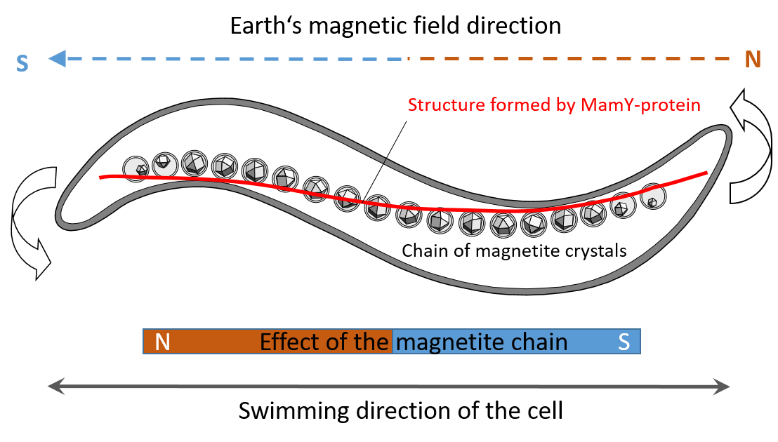 Perfect navigation: How to fit a compass needle into a helical bacterium?