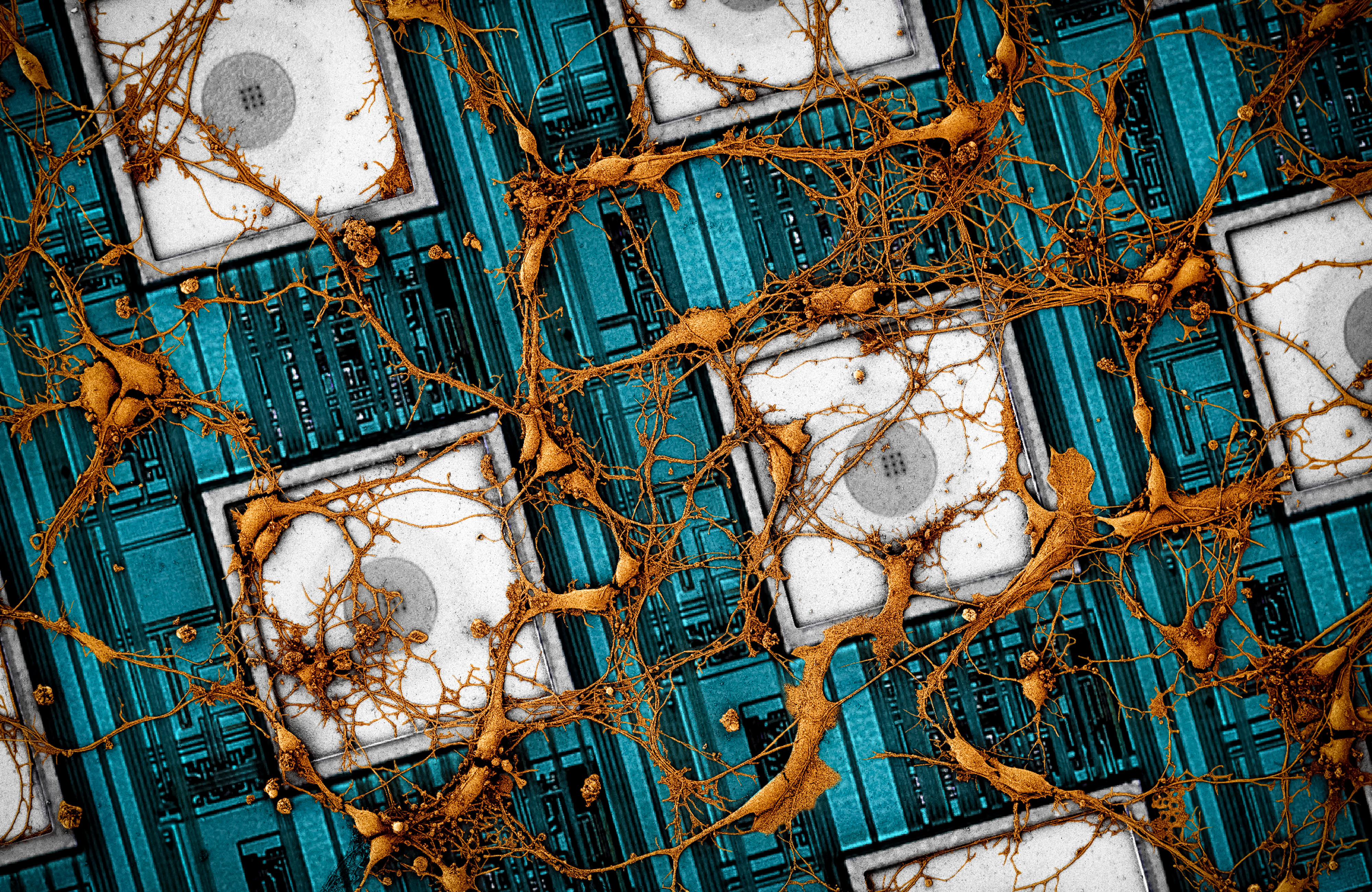 CMOS Nanoelectrode Arrays for Intracellular Recording of Neuronal Networks