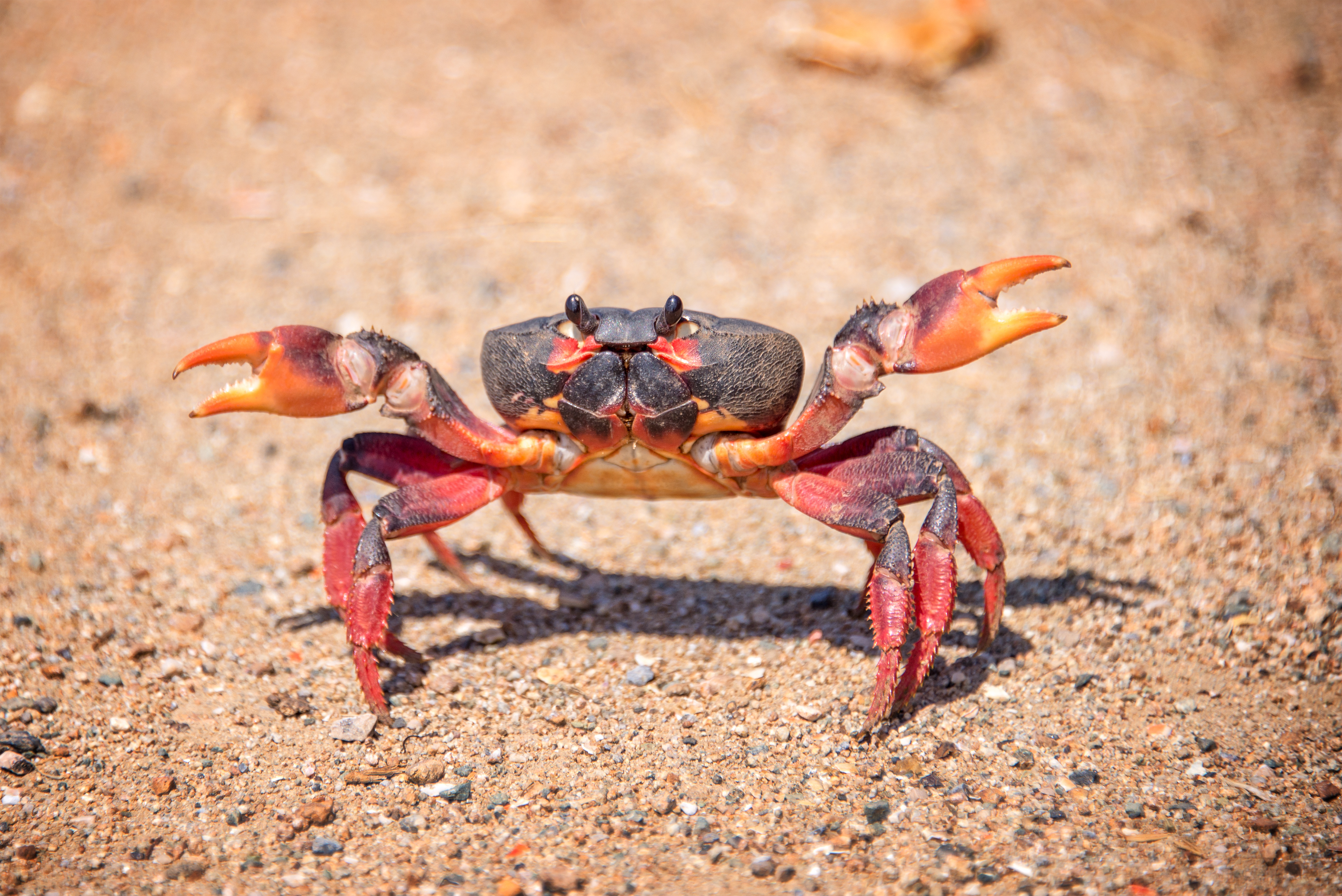 Podcast: Ask the crab