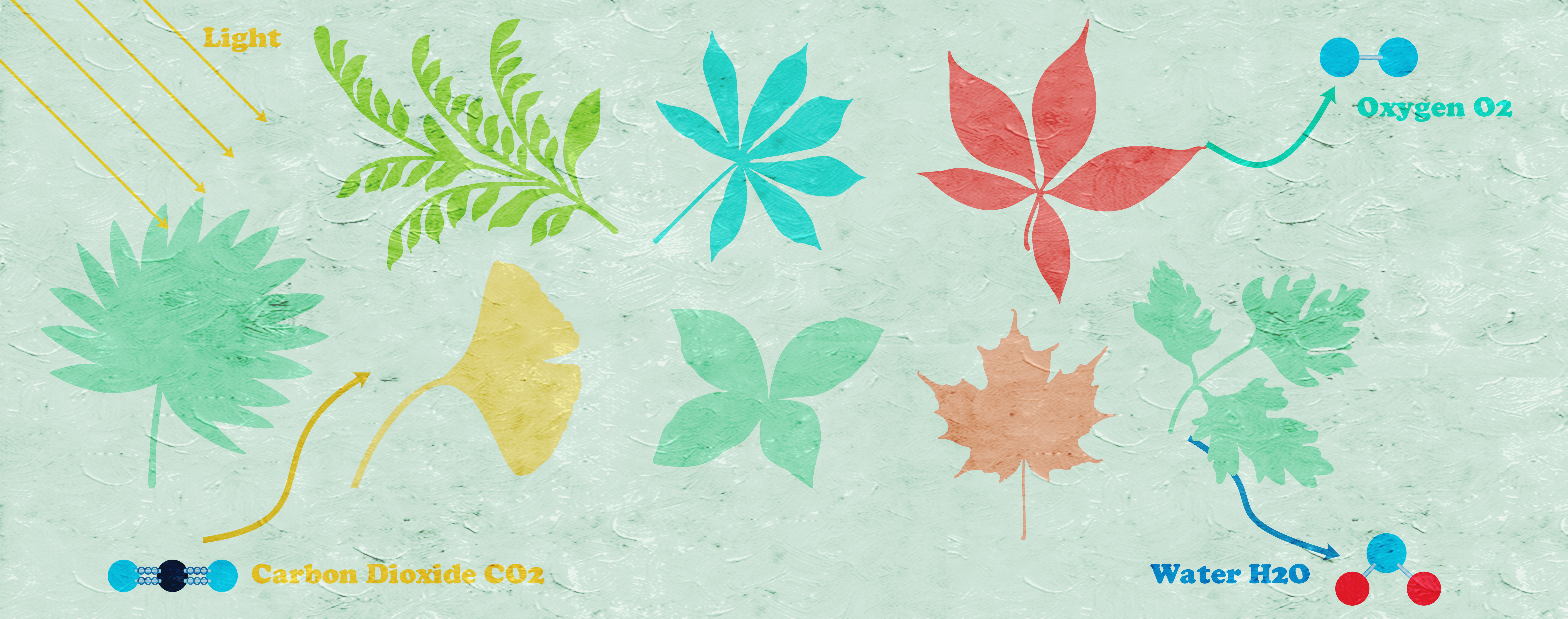 Journal Club | Grass leaf shapes are influenced by light