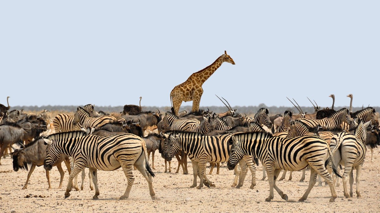 New Online Course | How to Apply for Any Conservation Job