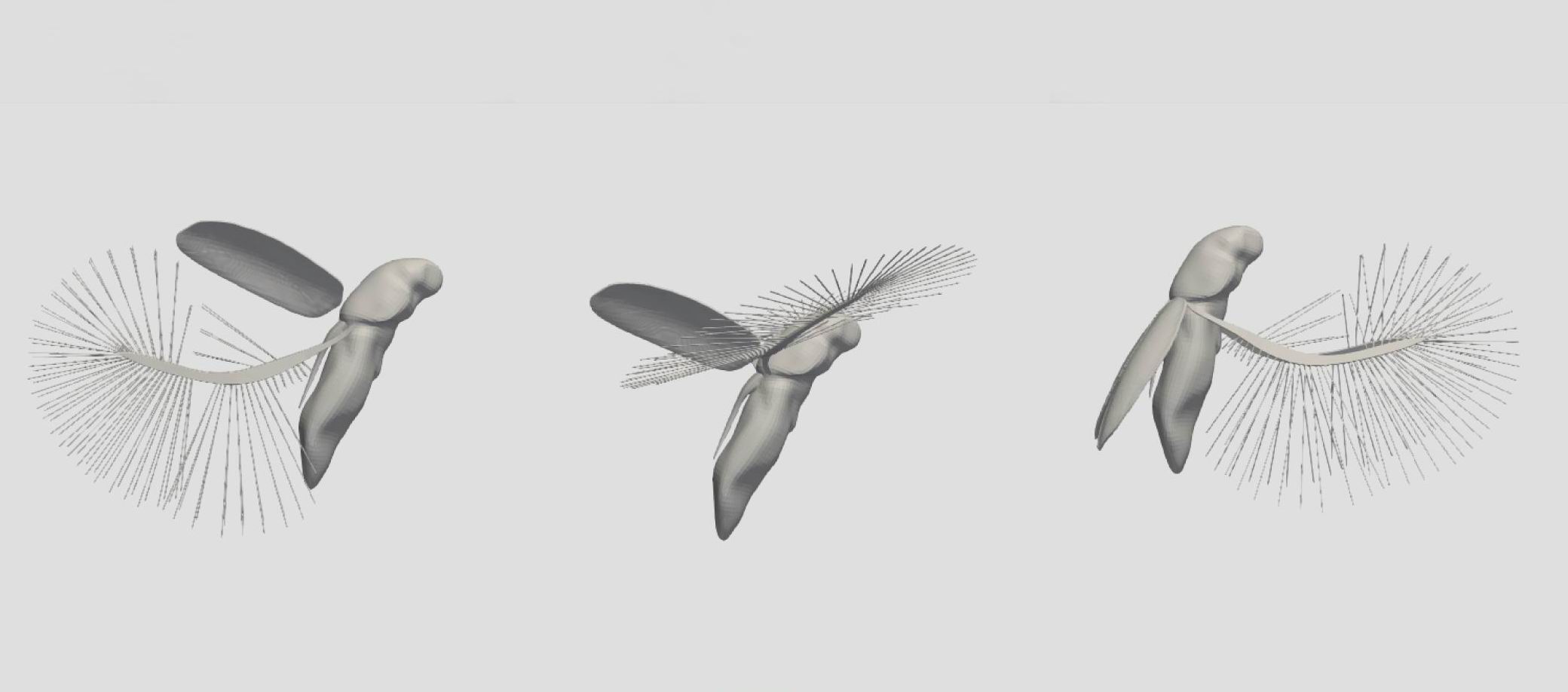This is how the smallest beetles fly (and fly very well)