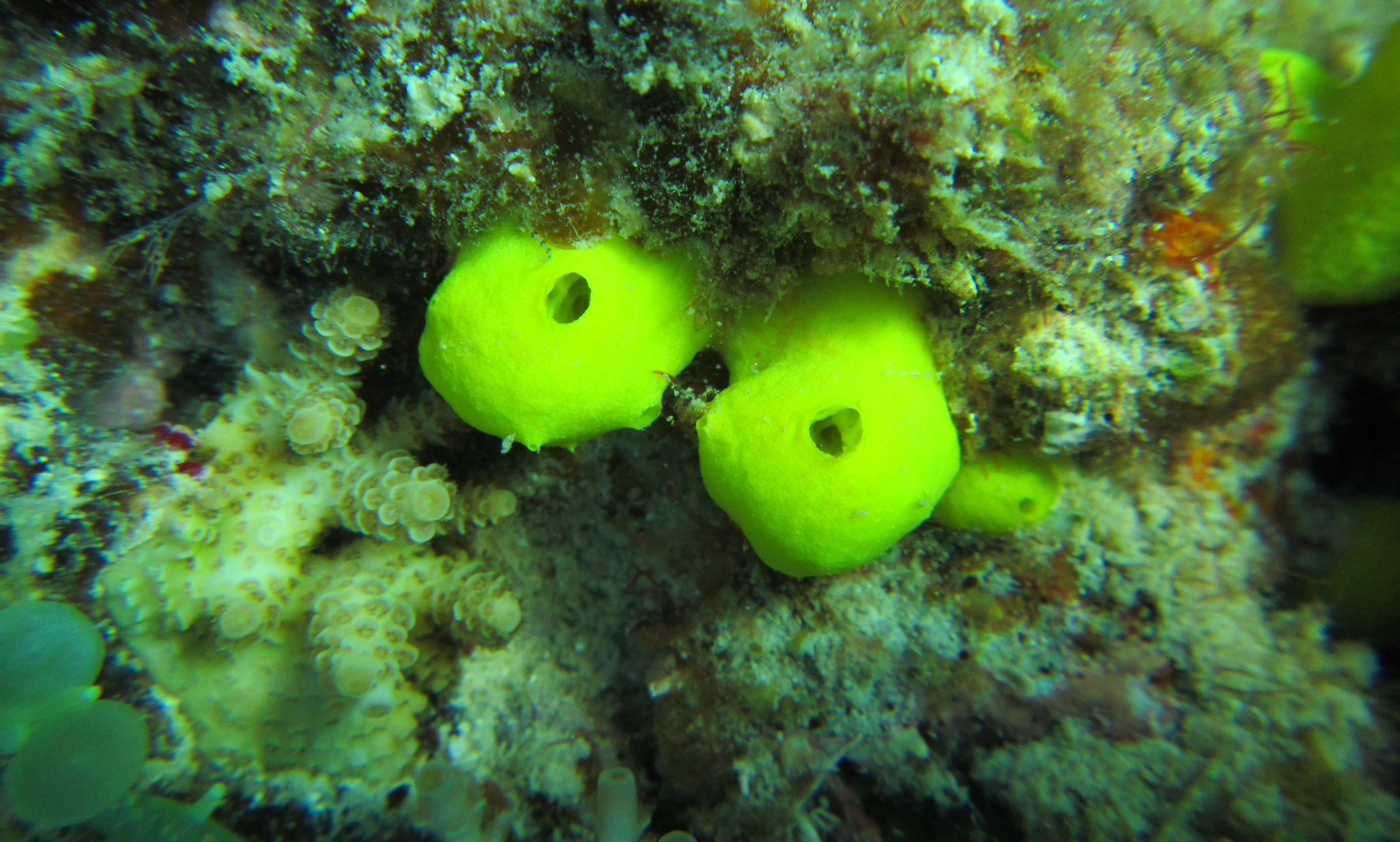 Bacterial partners and host defenses may define the fate of marine sponges in the future ocean