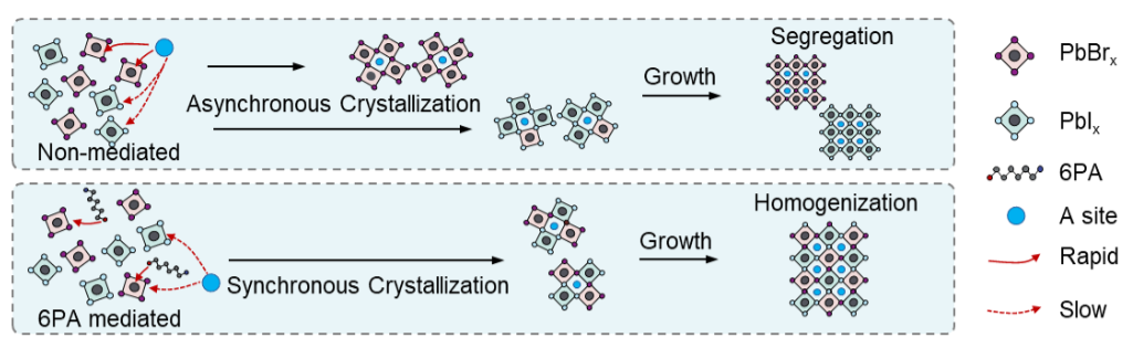 Phase-homogeneous mixed-halide perovskites for stable tandem photovoltaics