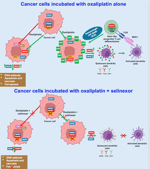 HMGB2-induced calreticulin translocation required for immunogenic cell death and ferroptosis of cancer cells are controlled by the nuclear exporter XPO1