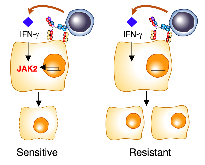 Unveiling mechanisms of resistance to immunotherapy: Tumor intrinsic JAK2 downmodulation leads to IFN-gamma deficient response and acquired resistance to T cell redirection therapies