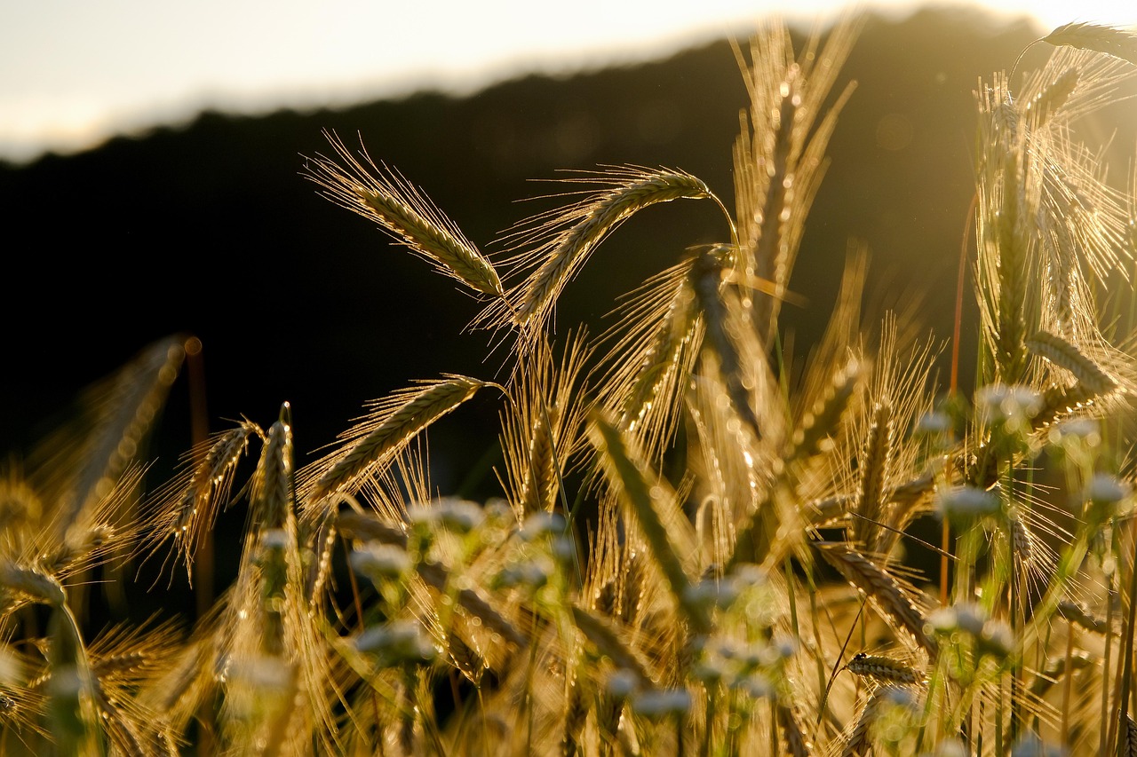SDG1 Virtual Event 17th October: Global Change, Pest Invasions, and Migration: Challenges for Rural Communities