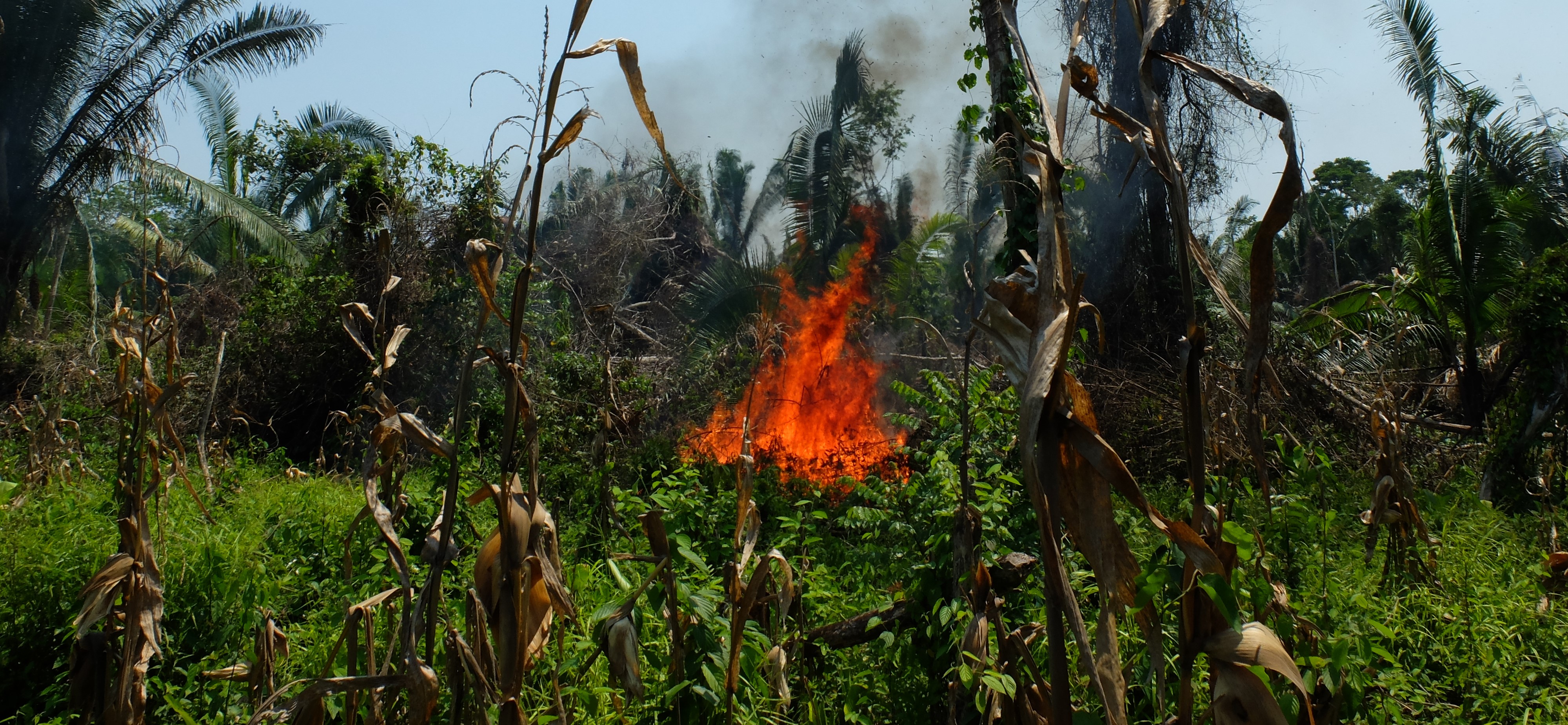 Pushed to the margins: declining fire use in rural livelihoods 