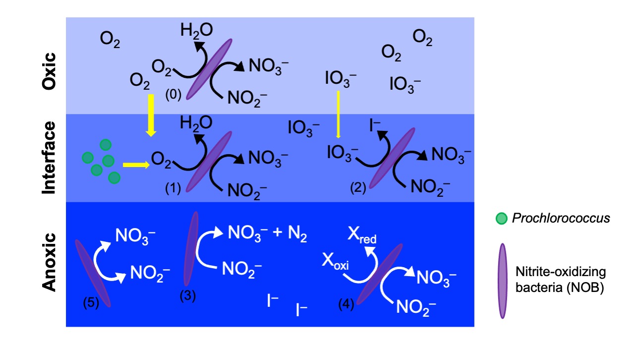 Marine nitrite-oxidizing bacteria cannot be defined by their stereotypes