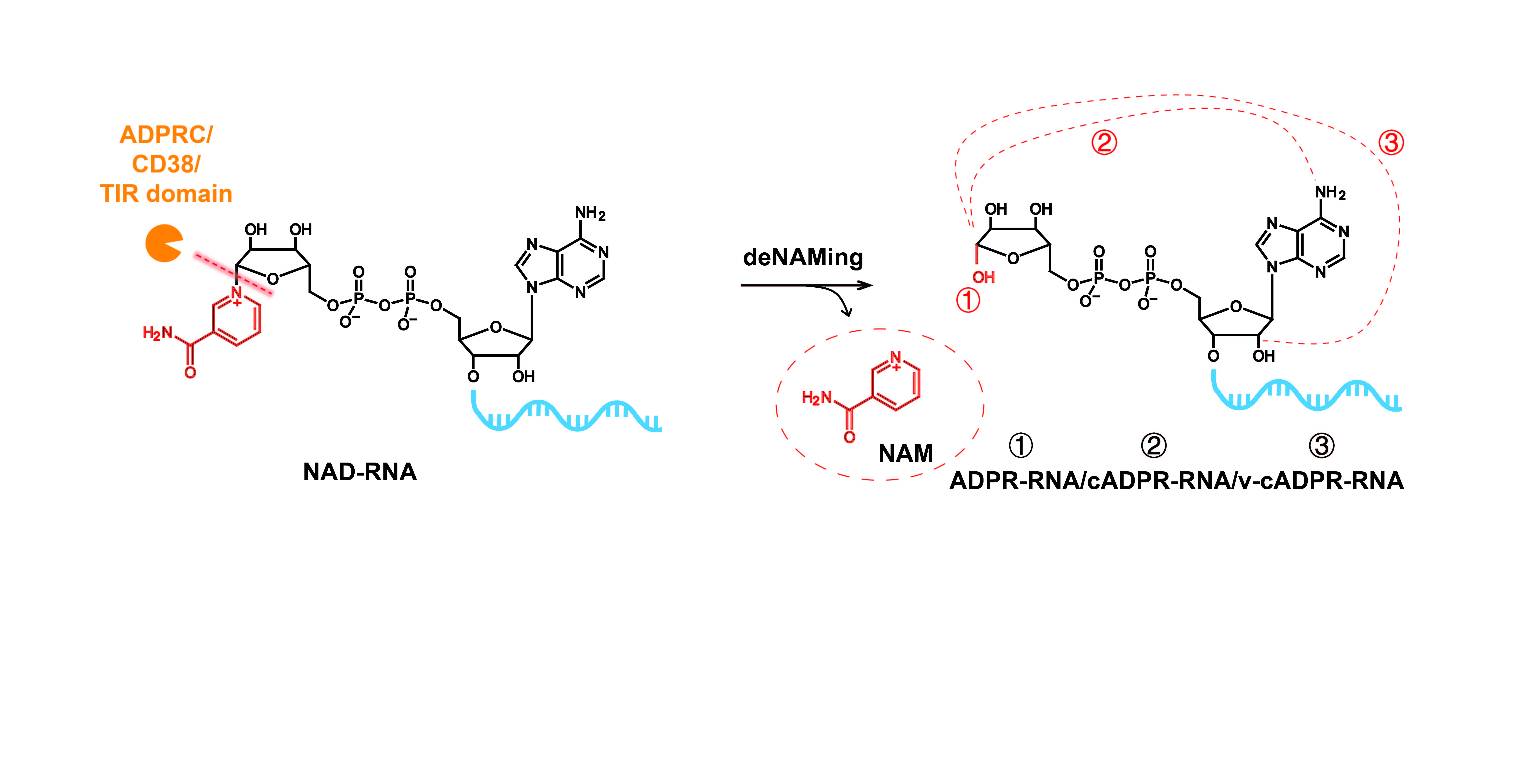 Toll/interleukin-1 receptor (TIR) domain-containing proteins have NAD-RNA decapping activity