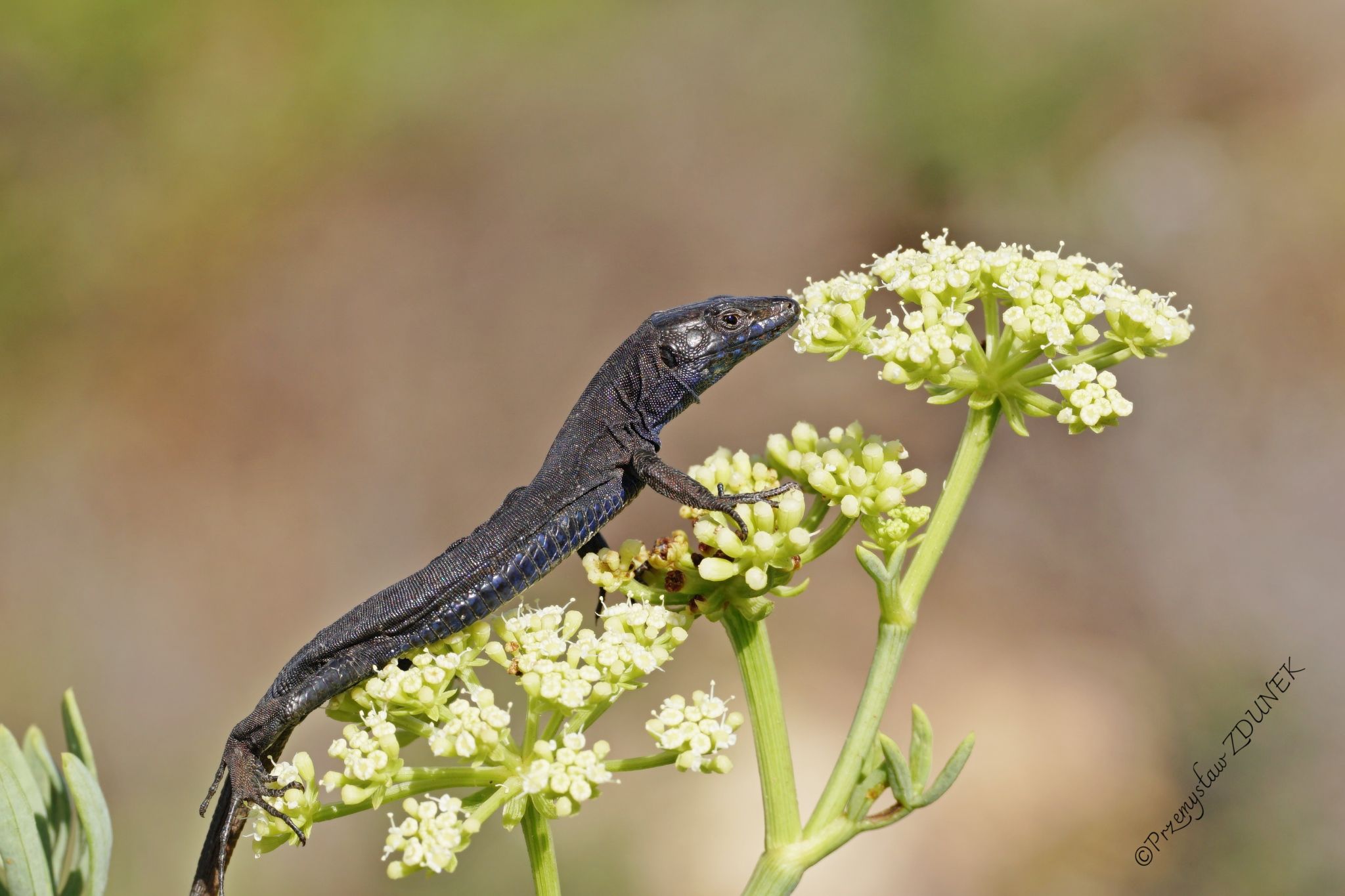 The Amazing Lilford's Wall Lizard