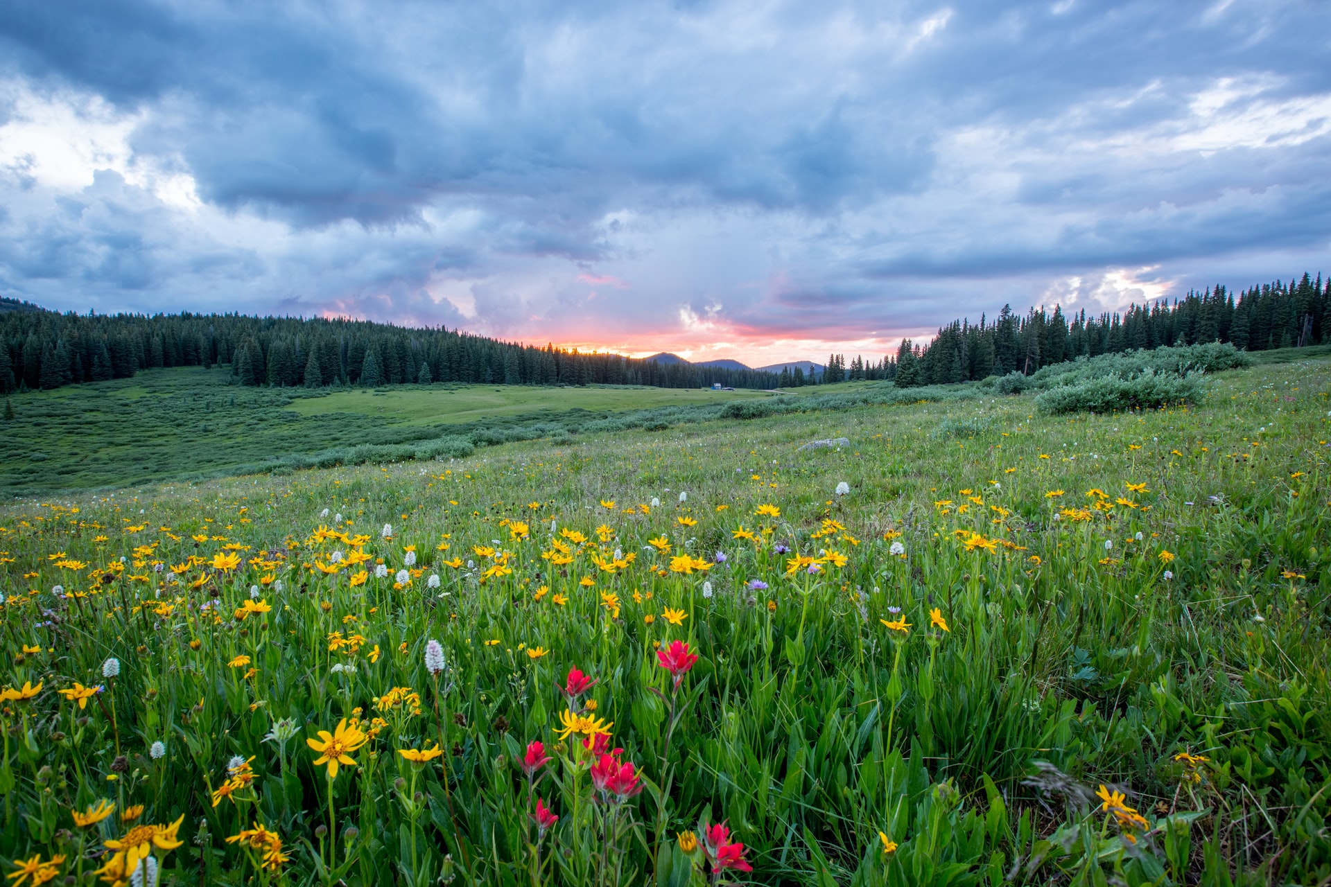 Careers in Restoration and Rewilding | Ultimate Guide