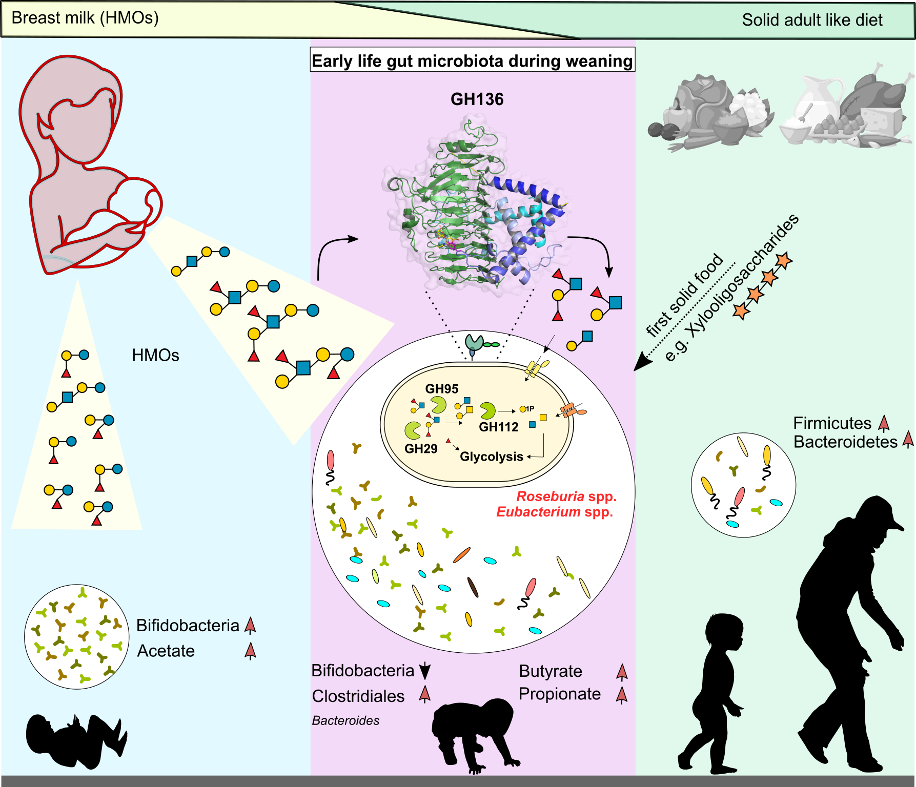 Human milk oligosaccharides: old players, new roles in the maturation of the adult gut microbiota?