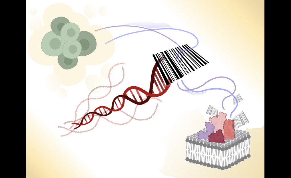 A DNA-nanoassembly-based approach to map membrane protein nanoenvironments