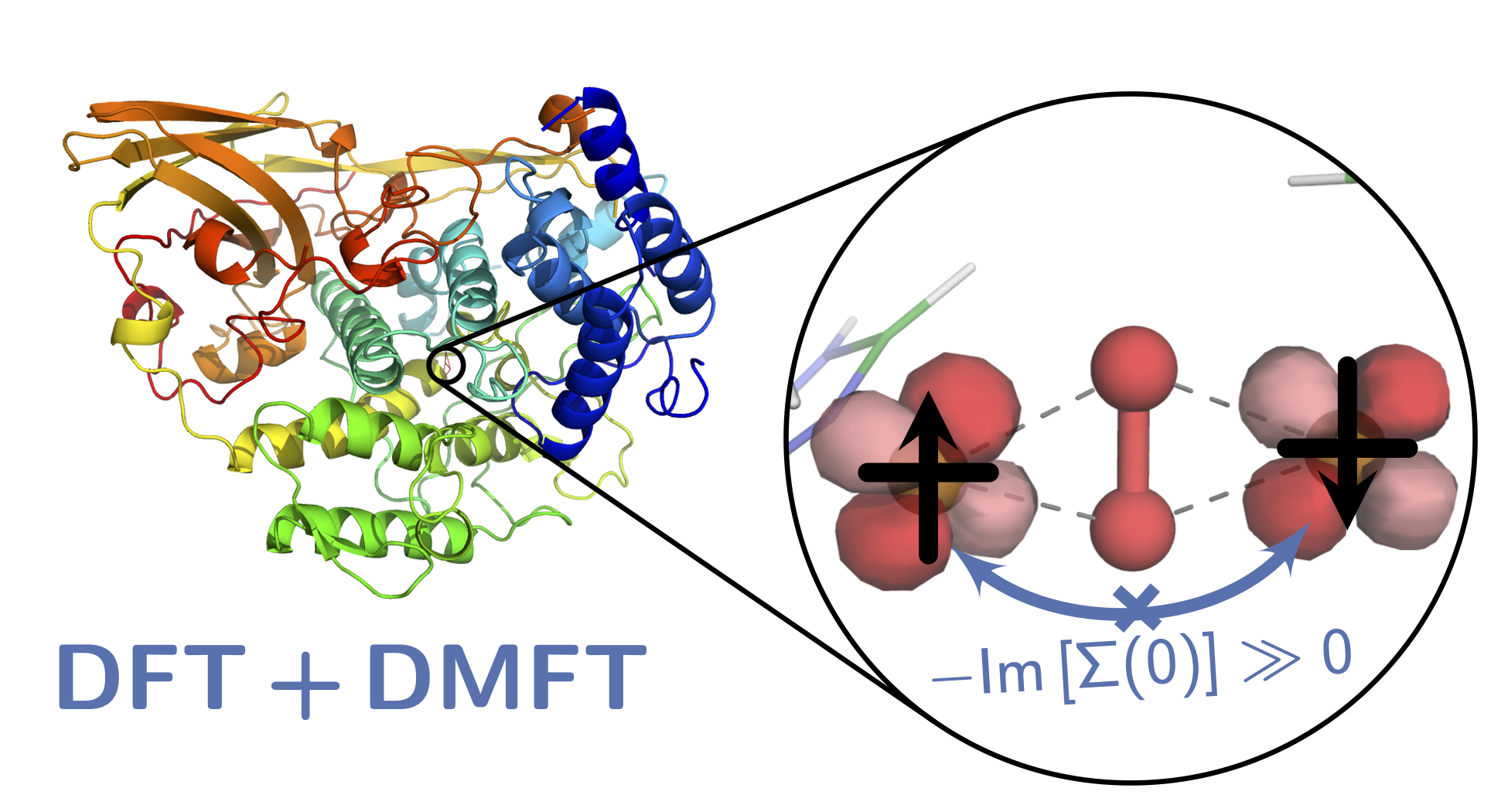 Strong correlation in crab's blood: modelling quantum physics in biological systems