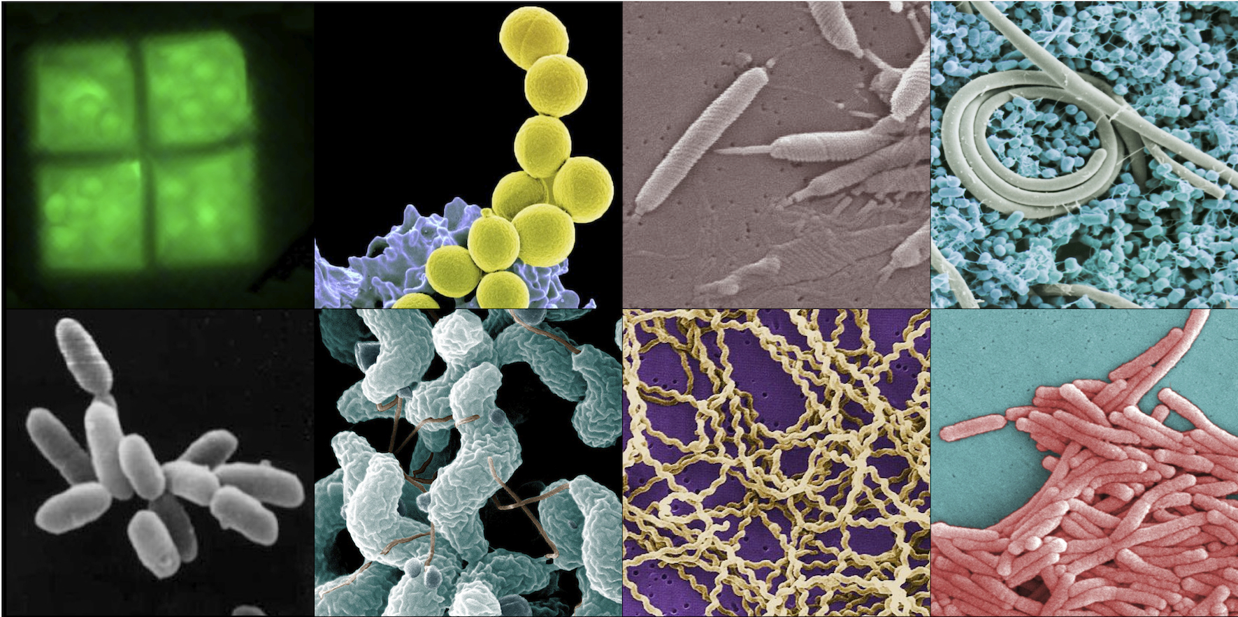Time to reshape theory on bacterial form? 