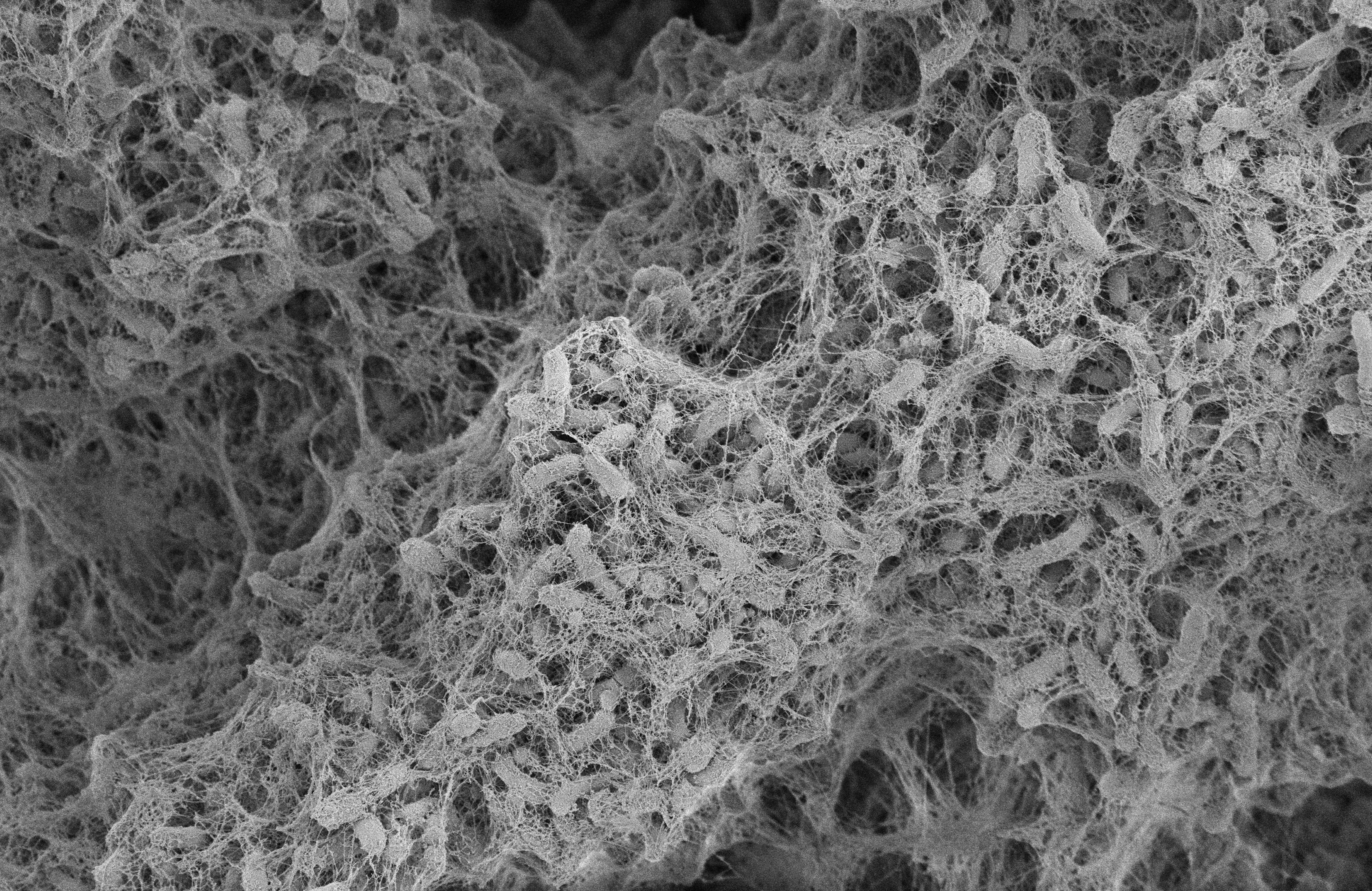 Hi Neighbor - Have some of my glycerol