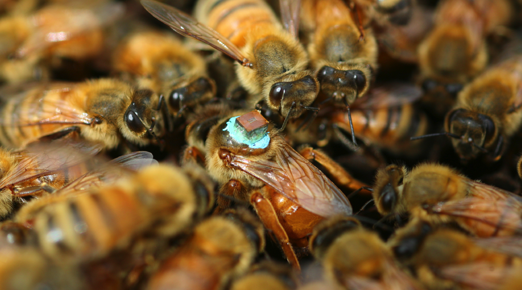 Finding a reproductive conflict that turned out to be predictable
