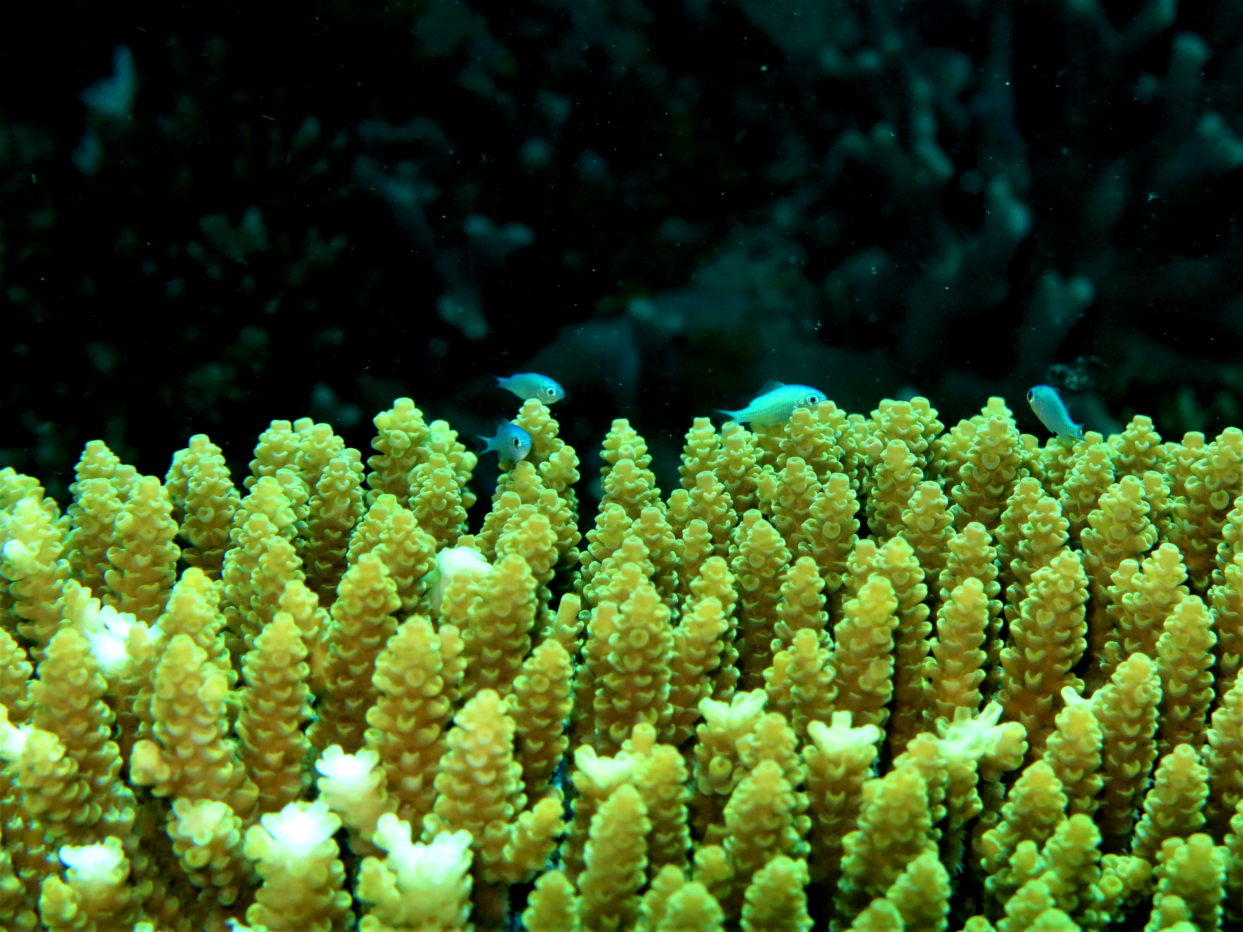 Russian dolls of coral reefs: Bacteria within algal endosymbionts within animal hosts.