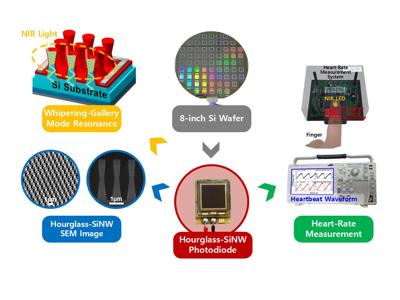 Enhanced near-infrared photoresponse of hourglass-shaped silicon nanowire photodiode with whispering gallery modes