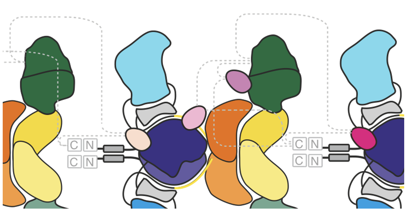 Unlocking secrets of polyketide synthase assembly lines