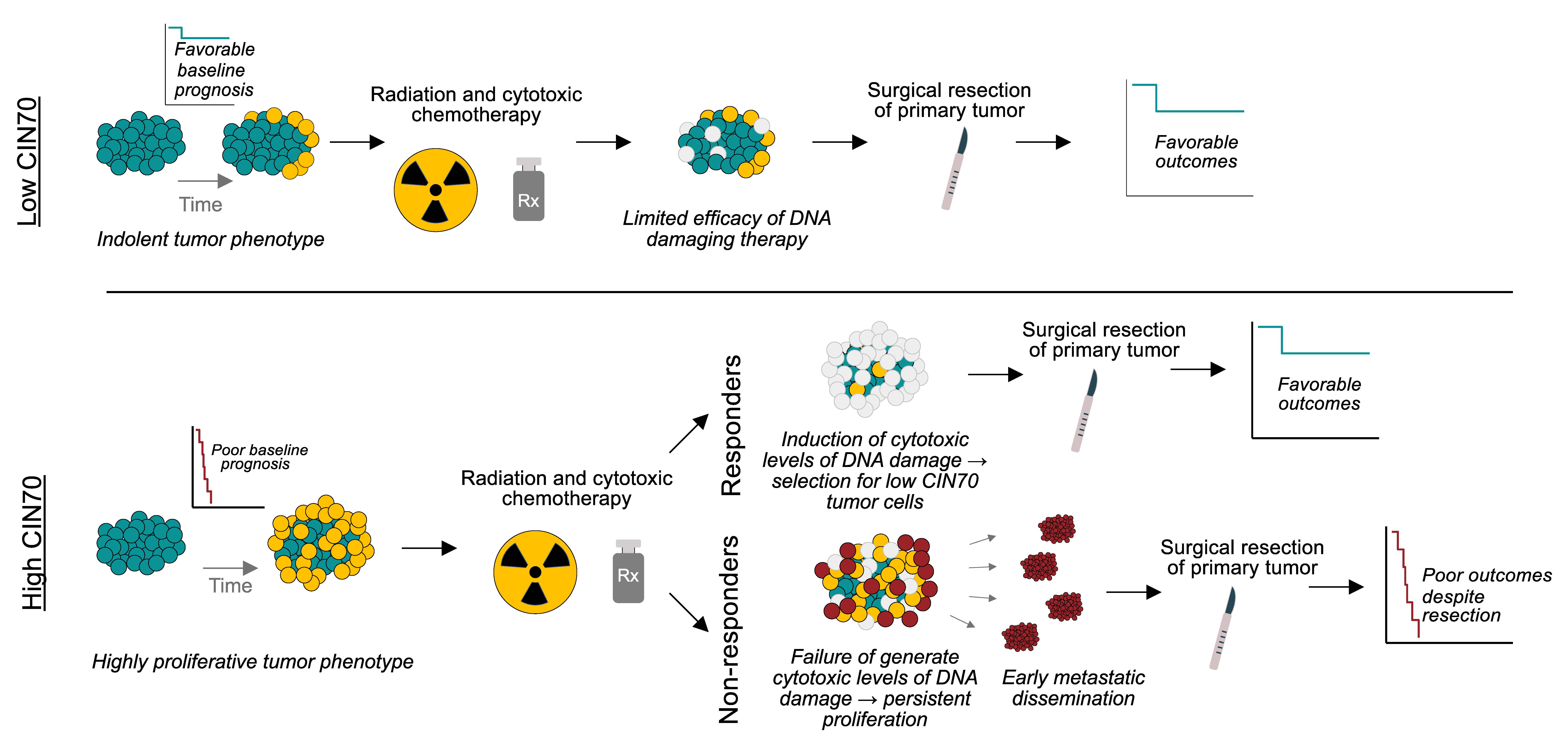 Expression of a proliferation signature predicts sensitivity to genotoxic chemotherapy in oligometastatic colorectal cancer