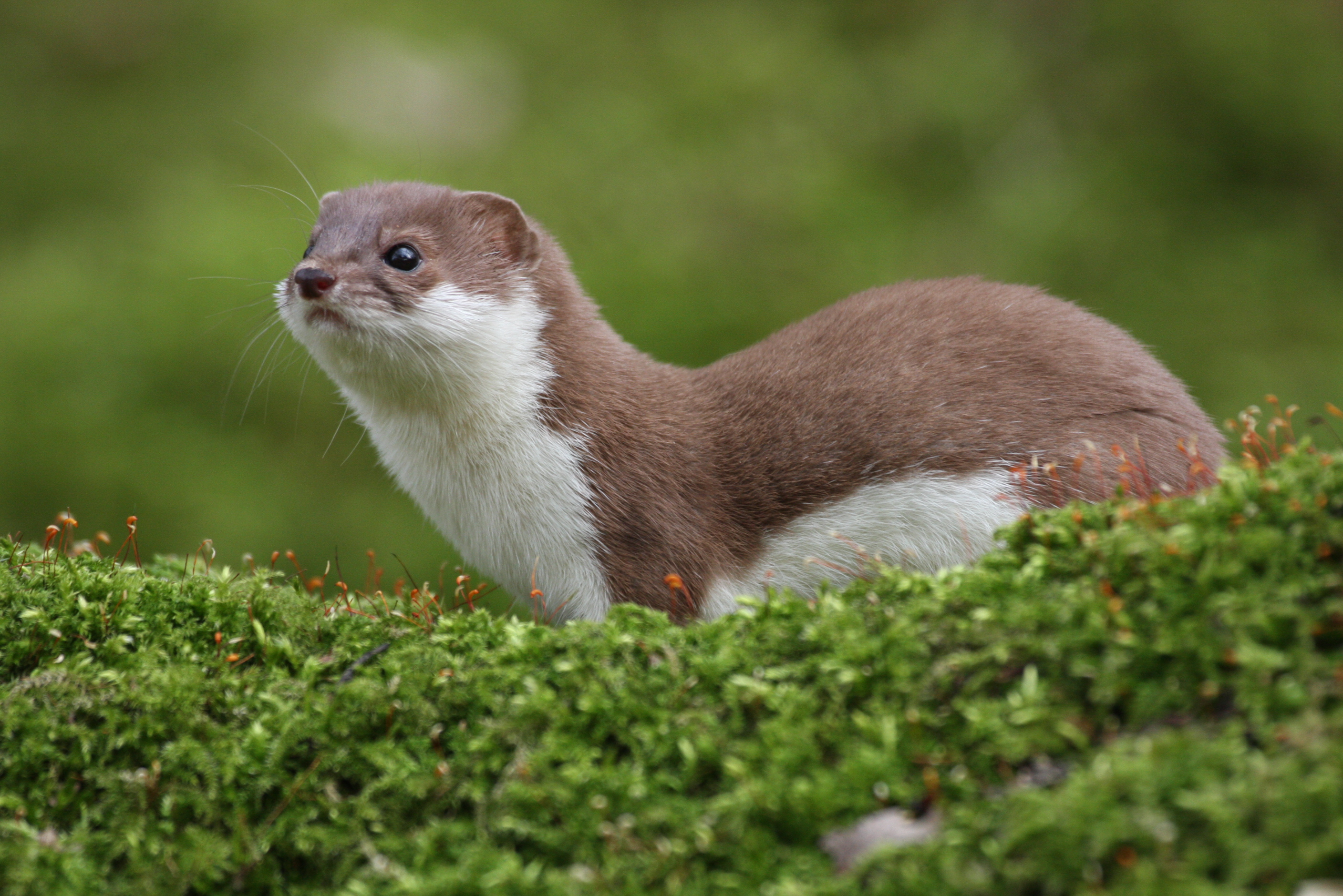 Weasels against global warming