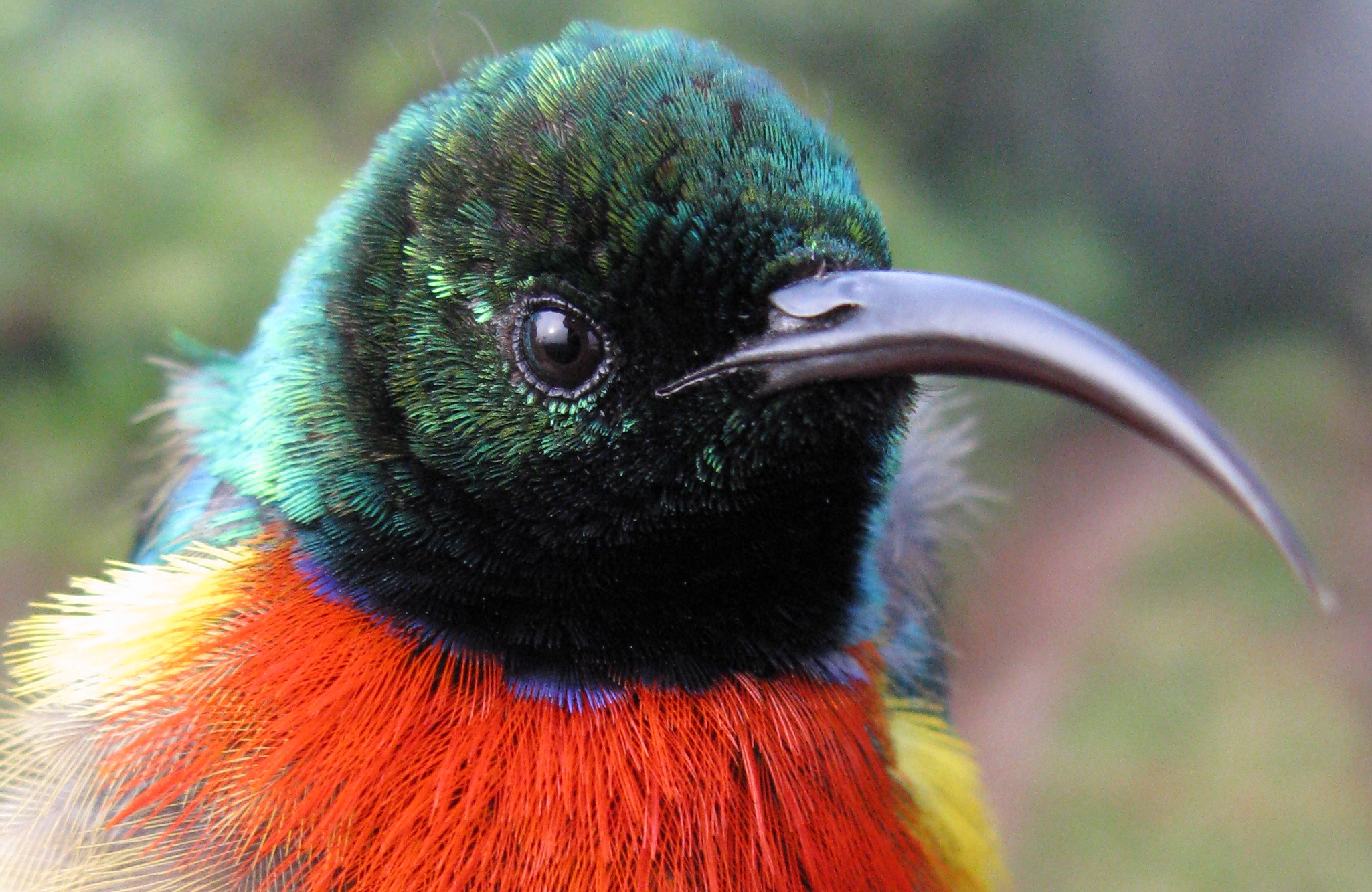 Sister species interactions in birds, and the potential for citizen science to change our perspectives