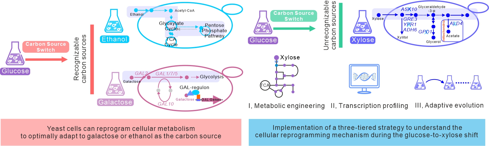 How yeast cells reprogram metabolism to adapt to growth on a non-natural carbon source?