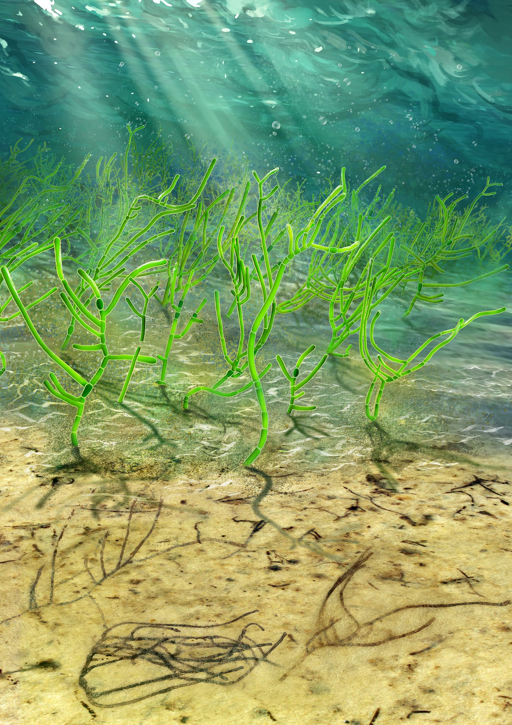 A one-billion-year-old green seaweed