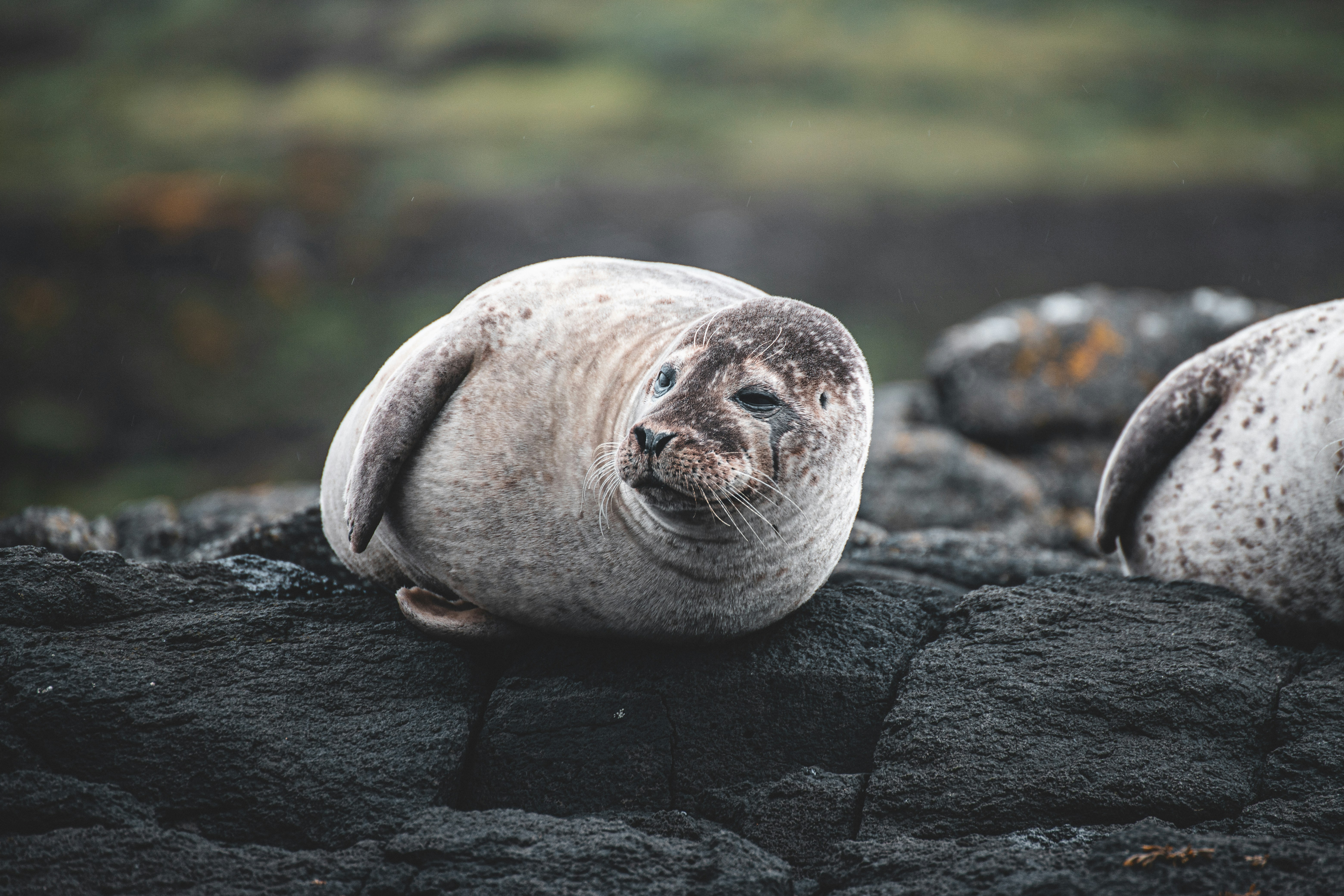 Think Seal! - Live Webinar 