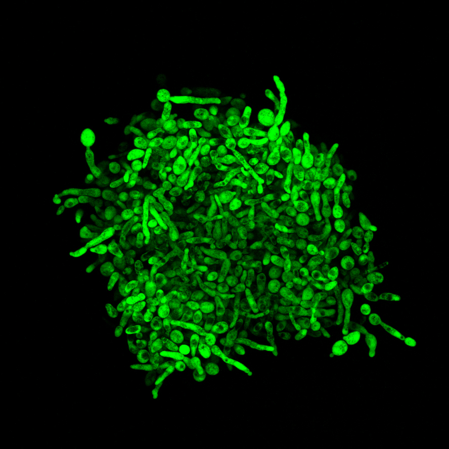 Do harmful mutations have a constructive role in evolution?